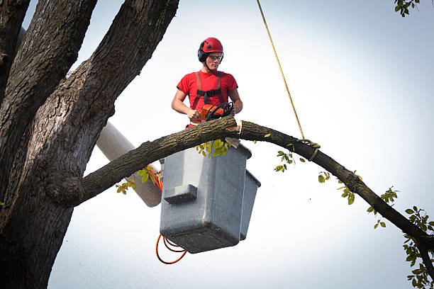 Reliable Monroeville, PA Tree Service Solutions